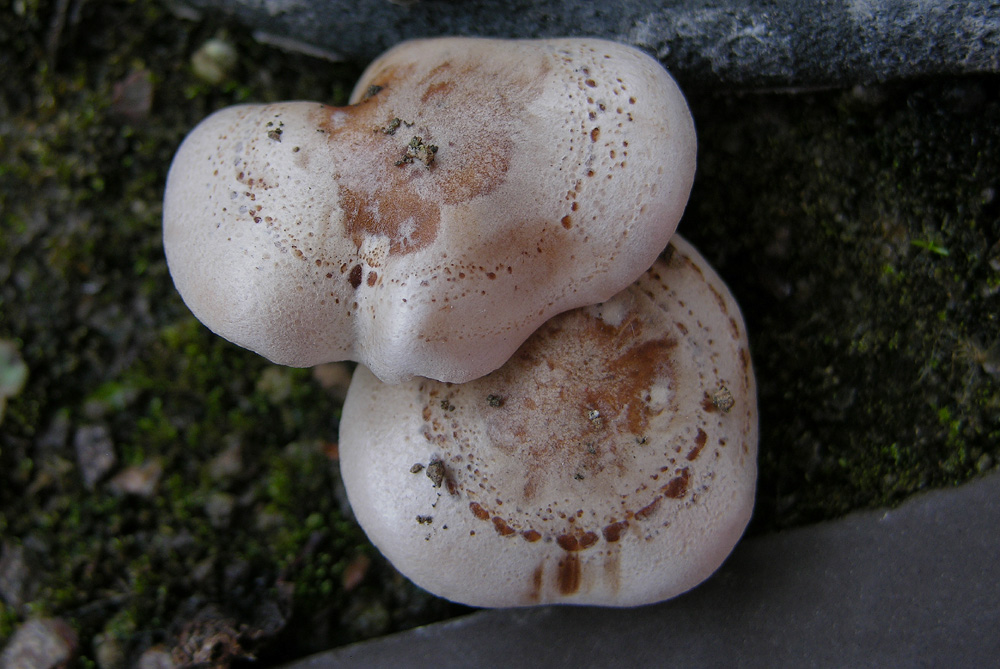 Hebeloma sp.